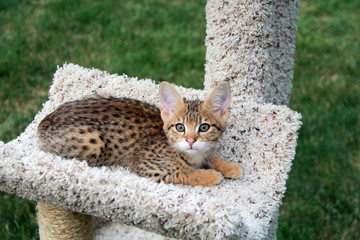 Savannah cat. Beautiful spotted and striped gold colored Serval Savannah kitten with yellow eyes on a cat tree outside.