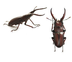 stag beetle on a white background