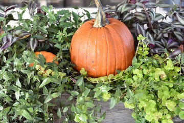Mom and Baby Pumpkin