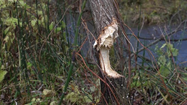 Tree gnawed by a beaver and a small river in an autumn forest