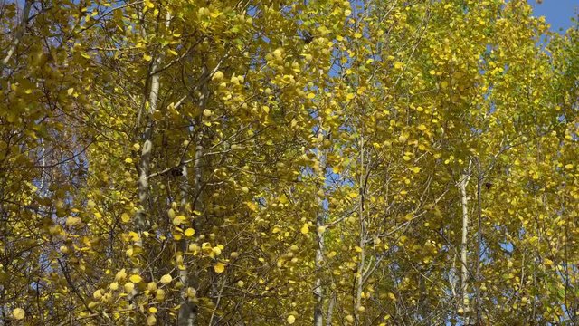 Leaf fall. A lot of Aspens with yellow leaves trembling in the wind in the autumn forest