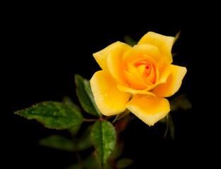 Yellow Rose on a Black Background