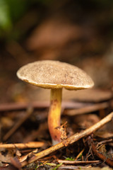 mushroom in the forest 