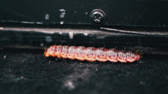 A Caterpillar crawling on a rug