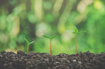 Greenery of young plant and seedling are growing in the soil with morning light.