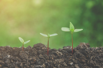 Greenery of young plant and seedling are growing in the soil with morning light.