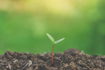 Greenery of young plant and seedling are growing in the soil with morning light.