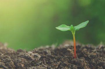 Greenery of young plant and seedling are growing in the soil with morning light.