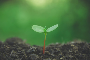 Greenery of young plant and seedling are growing in the soil with morning light.