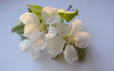 white flowers and green leaves of an apple tree isolated closeup.