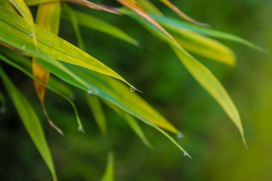 waterdrop on a bamboo leaf, green picture