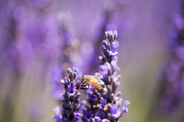honey bee on lavender