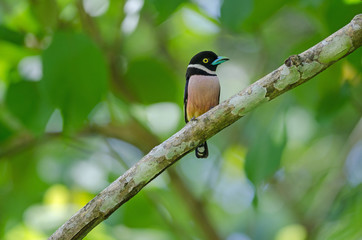 Black and Yellow broadbills perches on a brunch