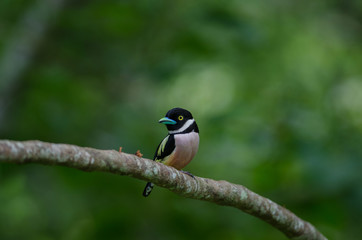 Black and Yellow broadbills perches on a brunch