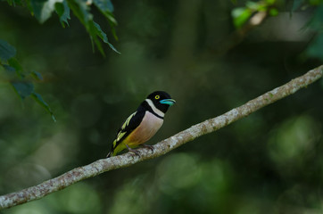 Black and Yellow broadbills perches on a brunch