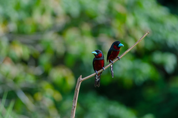 Black-and-Red broadbill on a branch