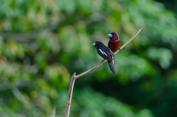 Black-and-Red broadbill on a branch