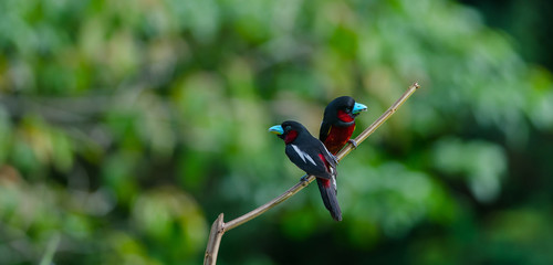 Black-and-Red broadbill on a branch