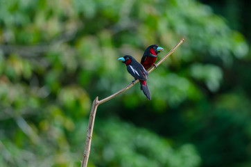 Black-and-Red broadbill on a branch