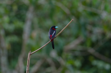 Black-and-Red broadbill on a branch