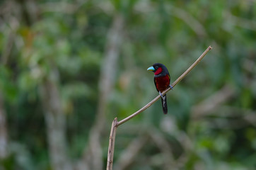 Black-and-Red broadbill on a branch
