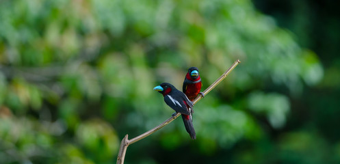 Black-and-Red broadbill on a branch