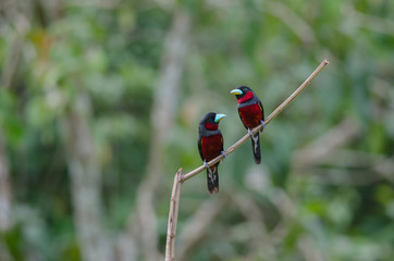 Black-and-Red broadbill on a branch