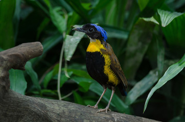 Gurney's Pitta in nature, Thailand