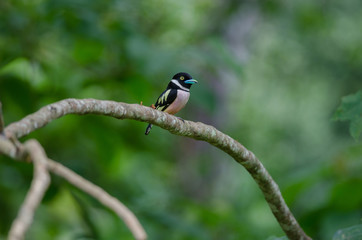 Obraz premium Black and Yellow broadbills perches on a brunch