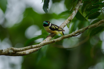 Black and Yellow broadbills perches on a brunch