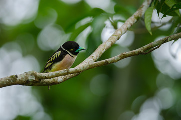 Black and Yellow broadbills perches on a brunch