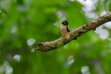 Black and Yellow broadbills perches on a brunch