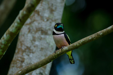 Black and Yellow broadbills perches on a brunch
