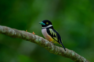 Fototapeta premium Black and Yellow broadbills perches on a brunch