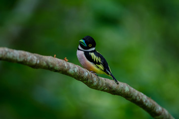 Black and Yellow broadbills perches on a brunch