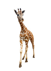 Obraz premium Giraffe isolated on white background, The highest animal in the world