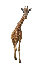 Giraffe isolated on white background, The highest animal in the world