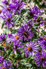 Close Up of a North American Honey Bee On the Orange Center of a Purple Flower