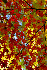 Maple leaves Autumn