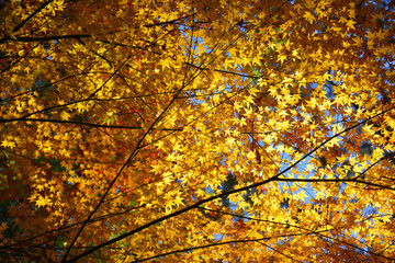 Autumn leaves background