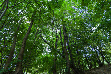 rays of sun in a dense green forest