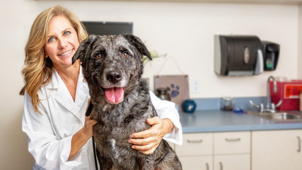Female Veterinarian With Dog in Office