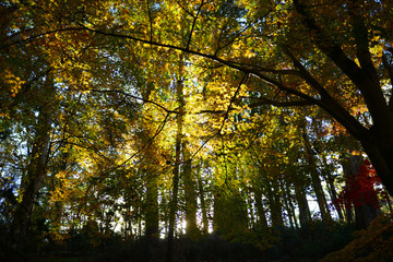 Autumn sunset with light streaming through the leaves