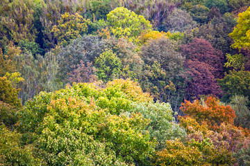 top view of the bright crowns of trees