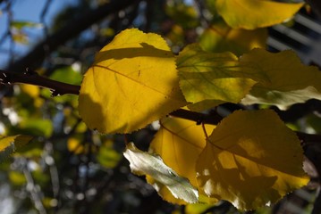 Obraz premium Feeling like a leaf