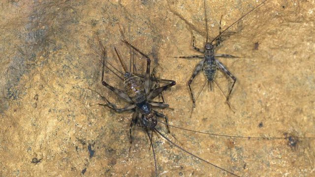 Cave crickets (Aclodes sp.) on the wall of a humid cave in montane rainforest on the western slopes of the Andes in Ecuador