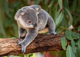 Zelfklevend Fotobehang Koala Joey loopt op een boomtak © daphot75