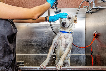 Funny Wet Dog Being Washed by Groomer