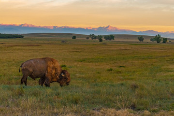 A Bison in the Early Morning Glow on the Prairie of Colorado © Kerry Hargrove