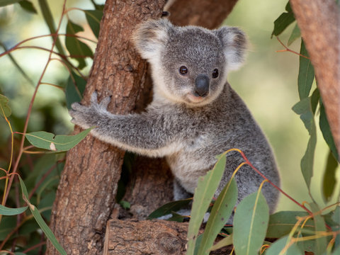 Koala joey hugs a tree branch